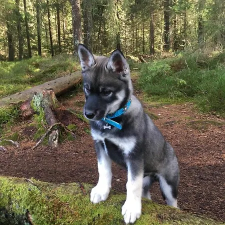 Apartamento Vent_du_nord Tramelan